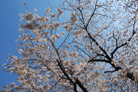 満開に咲いた桜の樹の下で露出度満点セクシーな衣装で花見をするエッチなお嬢さん♪
